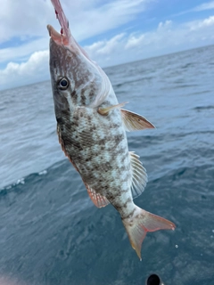 キツネフエフキの釣果