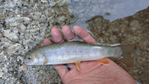 ヤマトイワナの釣果