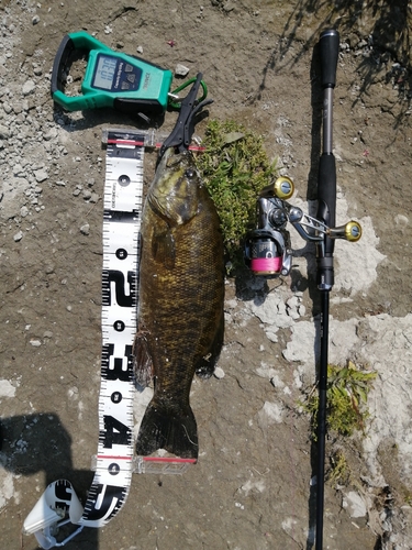 スモールマウスバスの釣果