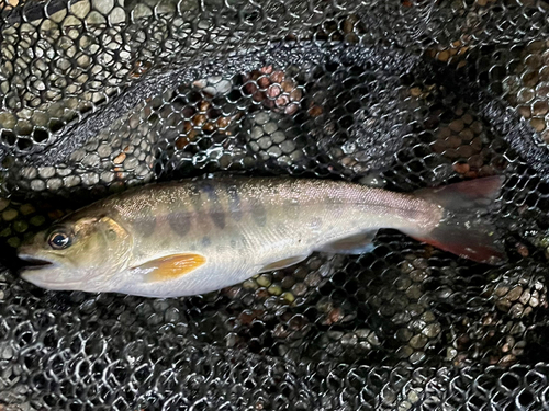 ヤマメの釣果