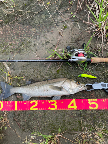 シーバスの釣果