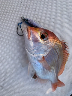 レンコダイの釣果