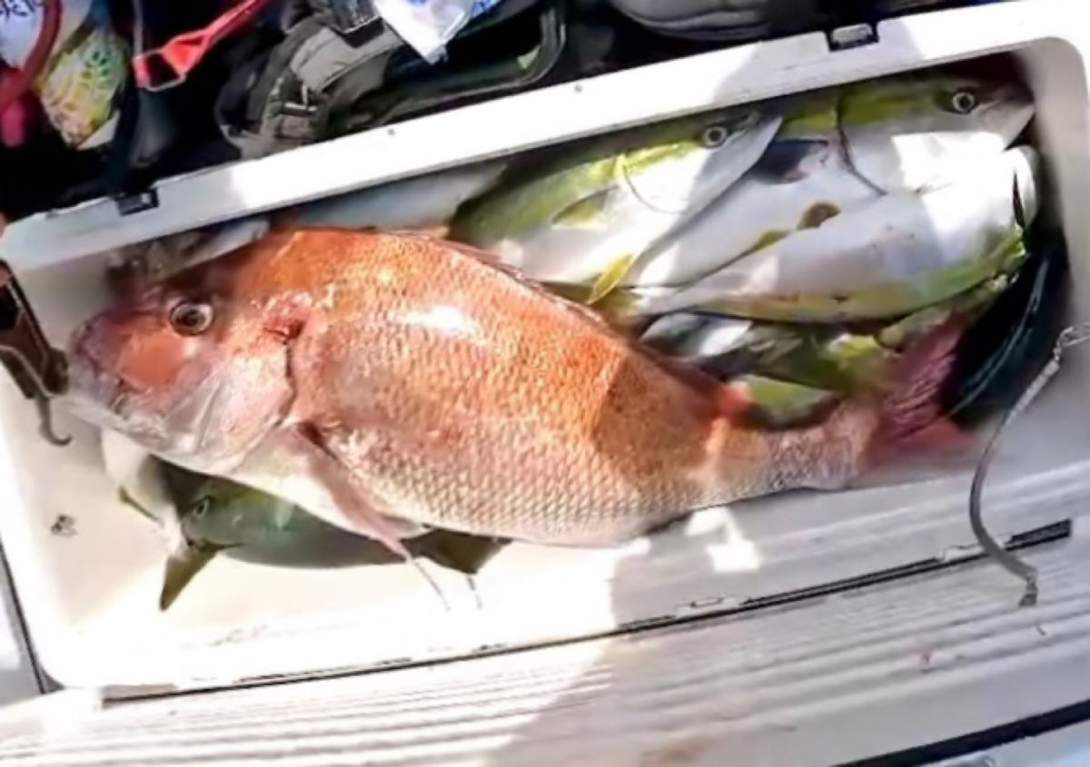 🐡ゆり/伊勢湾ジギングさんの釣果 2枚目の画像