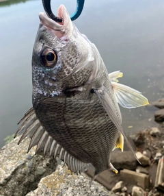 キビレの釣果