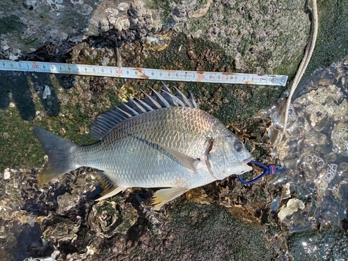 チヌの釣果