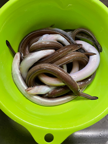 アナゴの釣果