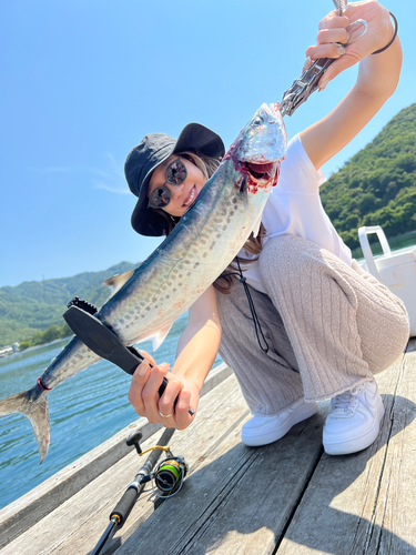 サゴシの釣果