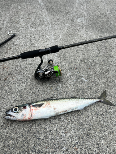 マサバの釣果