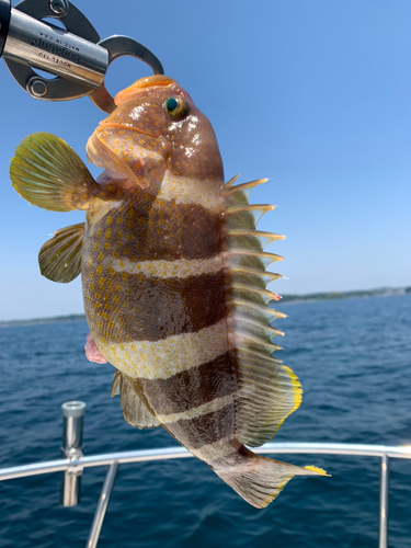 アオハタの釣果