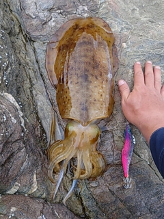 アオリイカの釣果