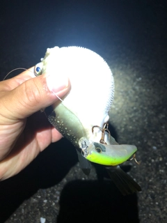 クサフグの釣果