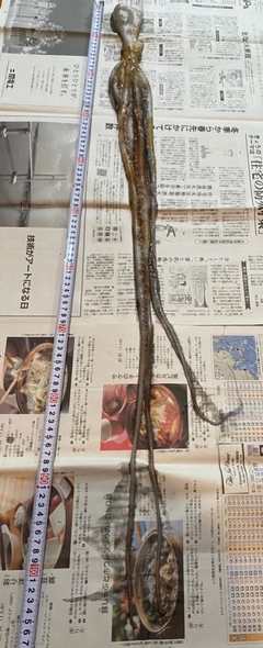 タコの釣果