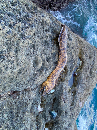 アカエイの釣果