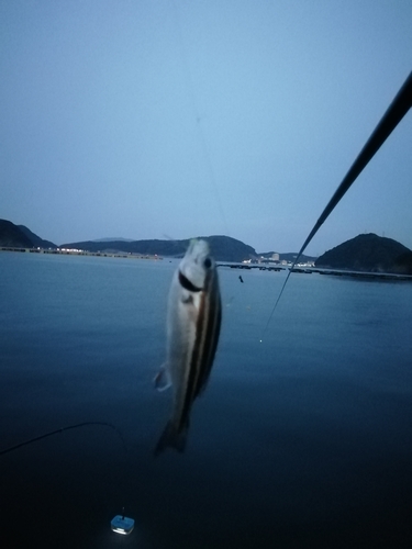 シマイサキの釣果