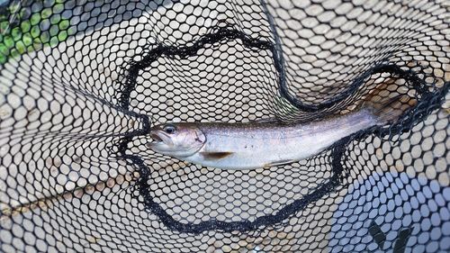 イワナの釣果