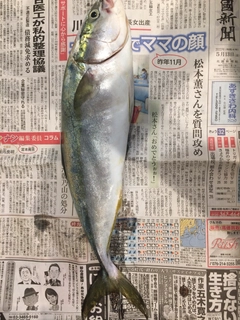 ヒラマサの釣果