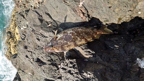 アイゴの釣果