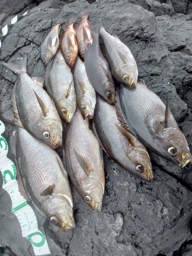 イサキの釣果