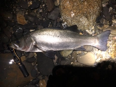 ヒラスズキの釣果