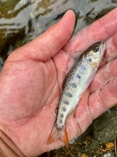 アマゴの釣果