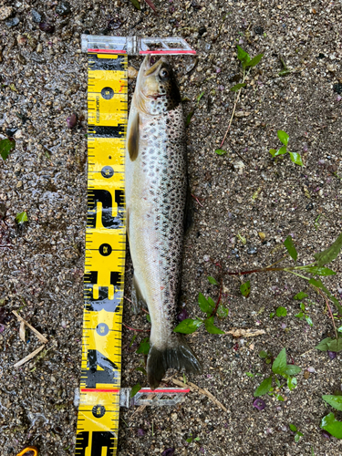 ブラウントラウトの釣果