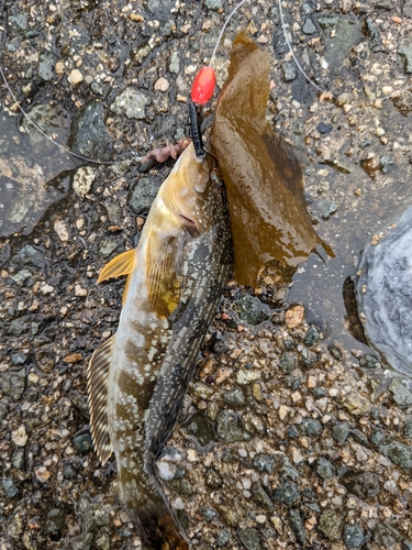 アイナメの釣果