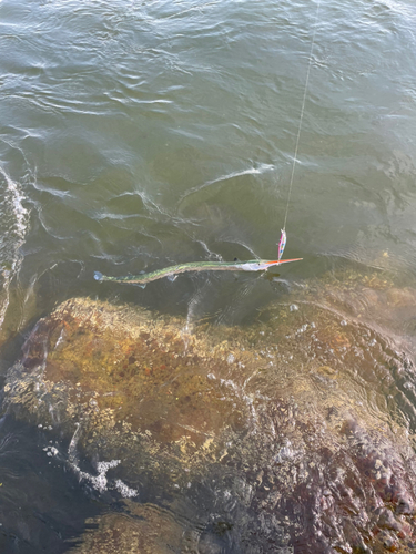 ダツの釣果