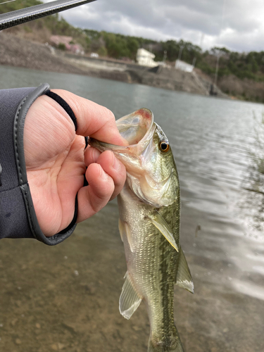 ラージマウスバスの釣果