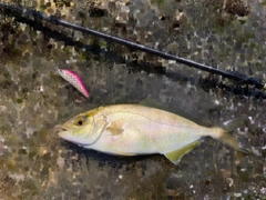 ショゴの釣果