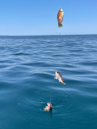 アカメバルの釣果