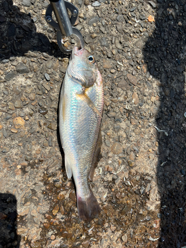 イシモチの釣果