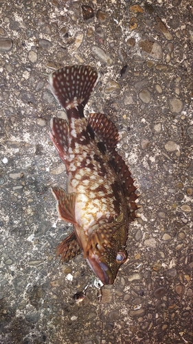 カサゴの釣果