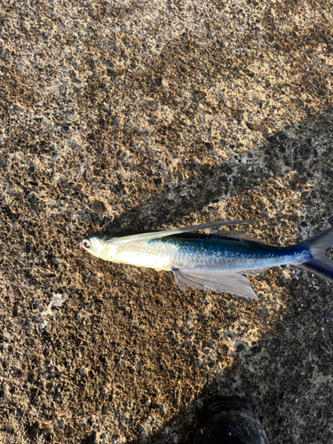 トビウオの釣果