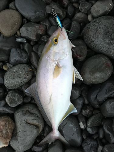 カンパチの釣果