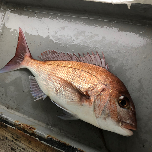 マダイの釣果