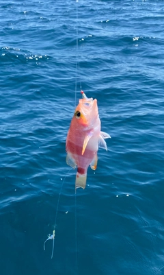 アズマハナダイの釣果