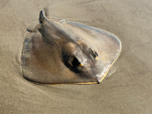 アカエイの釣果