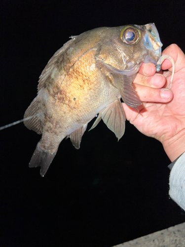 メバルの釣果