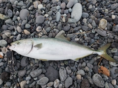 ワラサの釣果