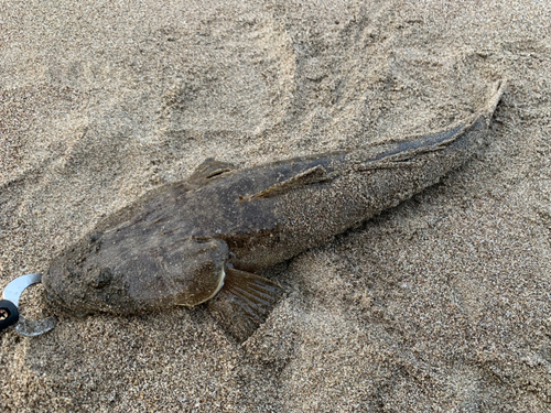 マゴチの釣果