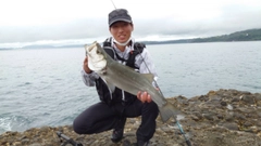 ヒラスズキの釣果