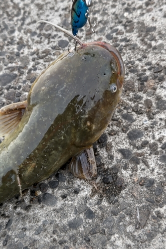 ナマズの釣果