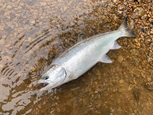 サクラマスの釣果