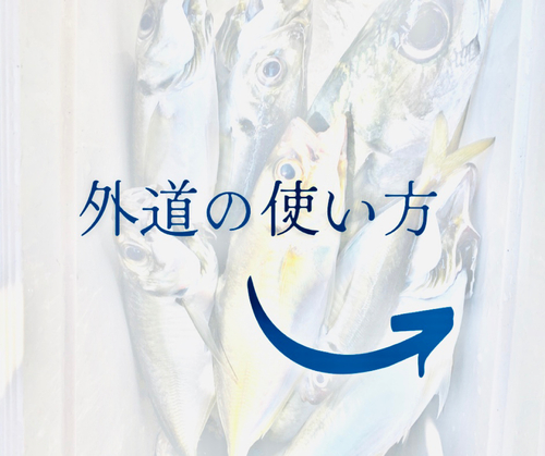 マアナゴの釣果