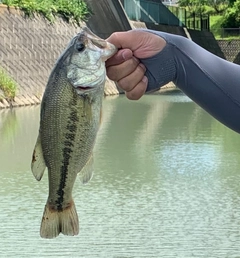 ラージマウスバスの釣果