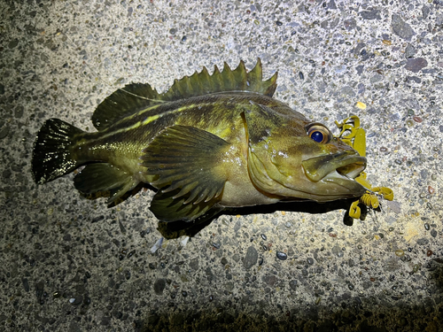 シマソイの釣果