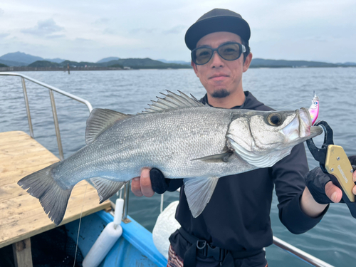 ヒラスズキの釣果