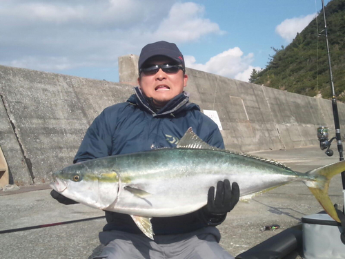 ブリの釣果