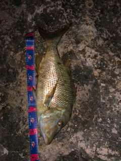タマンの釣果