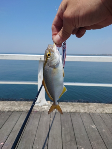 カンパチの釣果